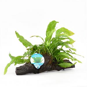 Moerings waterplanten Microsorum pteropus - op drijfhout - aquarium plant