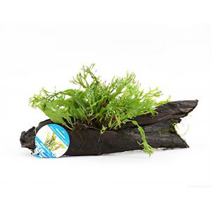 Moerings waterplanten Microsorum species - op drijfhout - aquarium plant