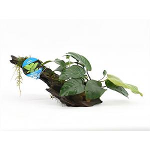 moeringswaterplanten Anubias barteri - op drijfhout - aquarium plant