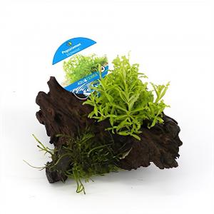 Moerings waterplanten Pogostemon helferi - op drijfhout - aquarium plant