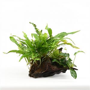 moeringswaterplanten Mix van 3 planten op groot stuk drijfhout - aquarium plant