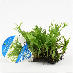 moeringswaterplanten Microsorum species - op kokosnoot brug - aquarium plant