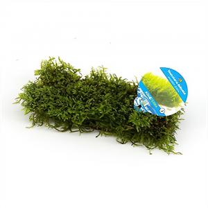 moeringswaterplanten Vesicularia dubyana - houten plankje - aquarium plant