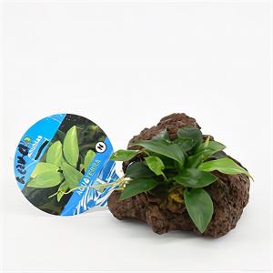 moeringswaterplanten Anubias nana - op vulkanische rots - aquarium plant