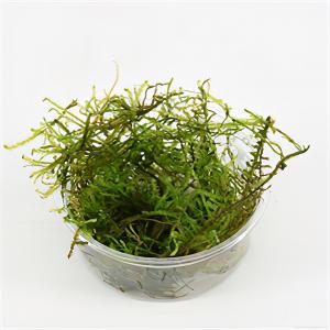 moeringswaterplanten Vesicularia montagnei mos - 3 stuks - aquarium plant
