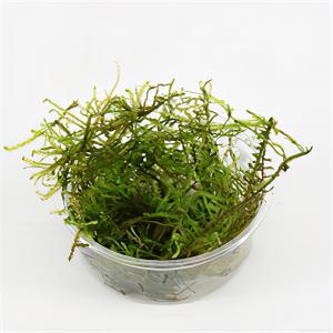 Moerings waterplanten Vesicularia montagnei mos - 3 stuks - aquarium plant