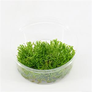 moeringswaterplanten Riccia fluitans mos - 3 stuks - aquarium plant