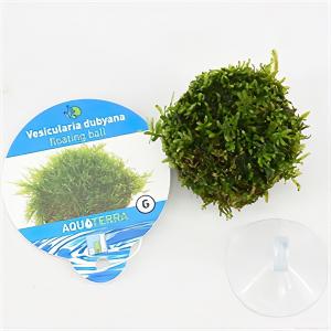 moeringswaterplanten Vesicularia dubyana - drijvende bal - 5 stuks - aquarium plant