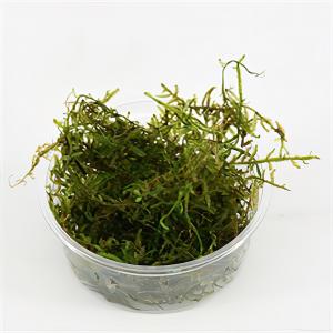 moeringswaterplanten Vesicularia dubyana - 3 stuks - aquarium plant