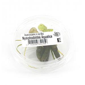 moeringswaterplanten Nymphoides aquatica - 3 stuks - aquarium plant