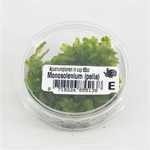 Moerings waterplanten Monosolenium pelia mos - 3 stuks - aquarium plant