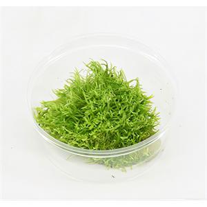 moeringswaterplanten Utricularia graminifolia - 3 stuks - aquarium plant
