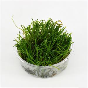 moeringswaterplanten Taxiphyllum flame mos - 3 stuks - aquarium plant