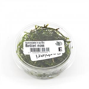 moeringswaterplanten Taxiphyllum barbieri mos - 3 stuks - aquarium plant