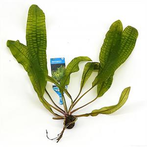 moeringswaterplanten Aponogeton boivinianus - 3 stuks - aquarium plant
