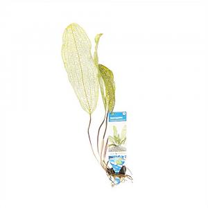 moeringswaterplanten Aponogeton madagascariensis - 3 stuks - aquarium plant
