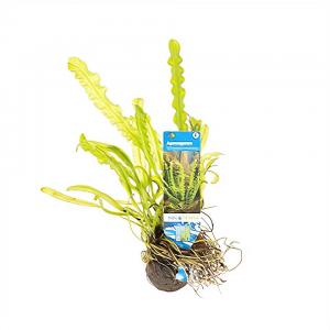 moeringswaterplanten Aponogeton longiplumulosus - 3 stuks - aquarium plant