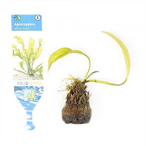 moeringswaterplanten Aponogeton ulvaceus - 3 stuks - aquarium plant