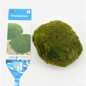moeringswaterplanten Chladophlora (mosbal) - 3 stuks - aquarium plant