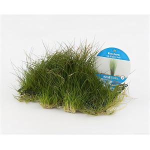moeringswaterplanten Eleocharis grasop op matje - 3 stuks - aquarium plant