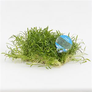moeringswaterplanten Lilaeopsis novae-zelandiae op matje - 3 stuks - aquarium plant