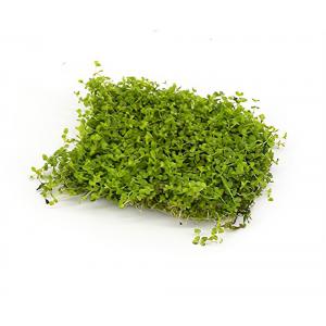 moeringswaterplanten Micranthenum Monte Carlo op matje - 3 stuks - aquarium plant