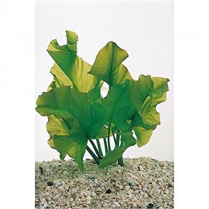 moeringswaterplanten Nuphar japonica - 3 stuks - aquarium plant