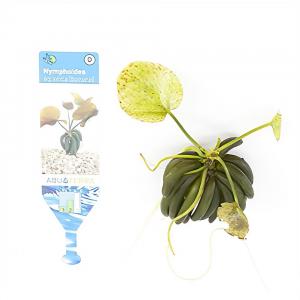 moeringswaterplanten Nymphoides aquatica - 3 stuks - aquarium plant