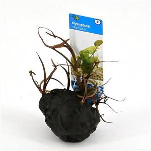 Moerings waterplanten Nymphaea stellata - 3 stuks - aquarium plant