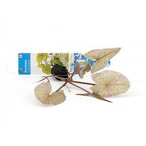 moeringswaterplanten Nymphaea lotus groen - 3 stuks - aquarium plant