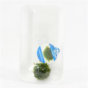 moeringswaterplanten Vescicularia dubyana - 3 stuks - aquarium plant