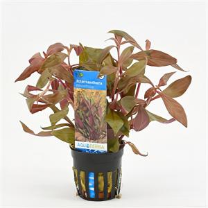 moeringswaterplanten Alternanthera reineckii rosaefolia - 6 stuks - aquarium plant
