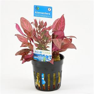 Moerings waterplanten Alternanthera reineckii cardinalis Rosanervig - 6 stuks - aquarium plant