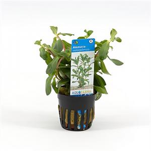 moeringswaterplanten Ammania senegalensis - 6 stuks - aquarium plant