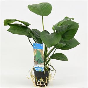moeringswaterplanten Anubias barteri - 6 stuks - aquarium plant