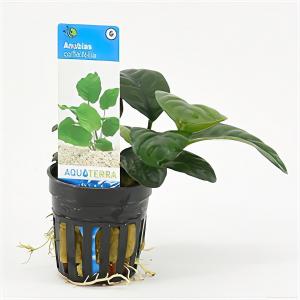 moeringswaterplanten Anubias barteri coffeefolia - 6 stuks - aquarium plant