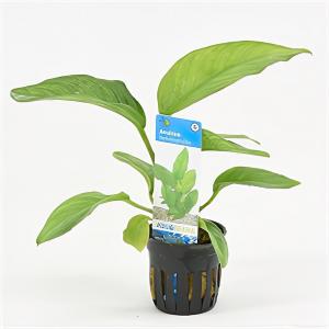 moeringswaterplanten Anubias heterophylla - 6 stuks - aquarium plant
