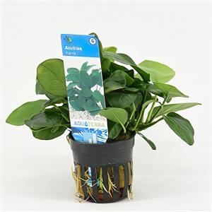 moeringswaterplanten Anubias barteri nana - 6 stuks - aquarium plant