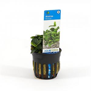 moeringswaterplanten Anubias barteri bonsai - 6 stuks - aquarium plant