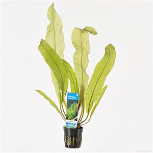 moeringswaterplanten Aponogeton boivinianus - 6 stuks - aquarium plant