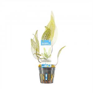 moeringswaterplanten Aponogeton madagascariensis - 6 stuks - aquarium plant