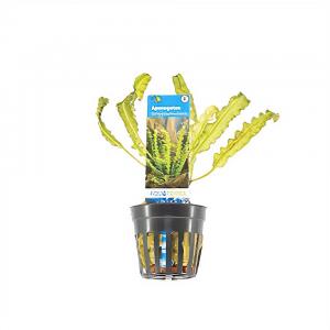 moeringswaterplanten Aponogeton longiplumulosus - 6 stuks - aquarium plant