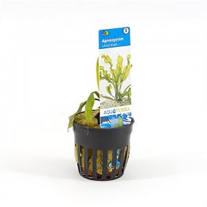 moeringswaterplanten Aponogeton ulvaceus - 6 stuks - aquarium plant