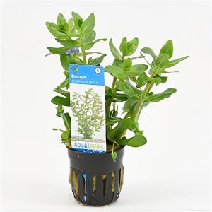 moeringswaterplanten Bacopa amplexicaulis (caroliniana) - 6 stuks - aquarium plant