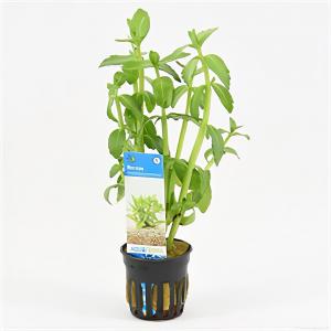 moeringswaterplanten Bacopa madagascariensis - 6 stuks - aquarium plant