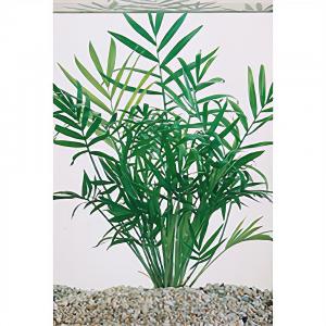 moeringswaterplanten Bacopa crenata monnieri - 6 stuks - aquarium plant