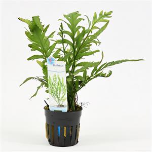 moeringswaterplanten Bolbitis heudelotii - 6 stuks - aquarium plant