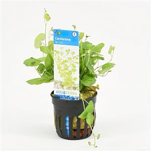 Moerings waterplanten Cardamine lyrata - 6 stuks - aquarium plant