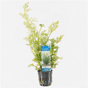 moeringswaterplanten Ceratopteris siliquosa - 6 stuks - aquarium plant