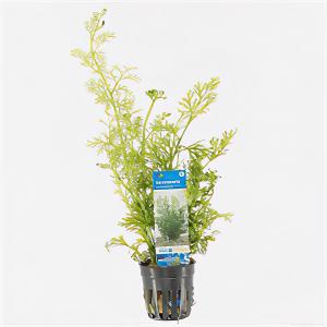 Moerings waterplanten Ceratopteris siliquosa - 6 stuks - aquarium plant